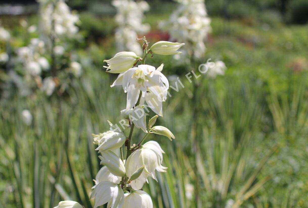 Juka vláknitá 'Bright Edge' - Yucca filamentosa 'Bright Edge'