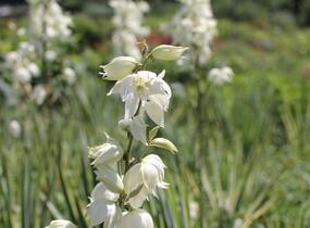 Juka vláknitá 'Bright Edge' - Yucca filamentosa 'Bright Edge'
