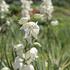 Yucca filamentosa 'Bright Edge'_1.JPG