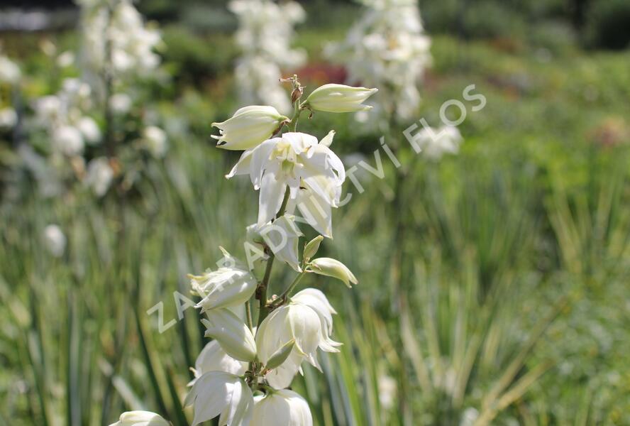 Juka vláknitá 'Bright Edge' - Yucca filamentosa 'Bright Edge'