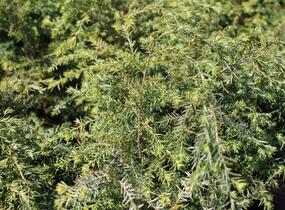 Jedlovec západní - Tsuga heterophylla