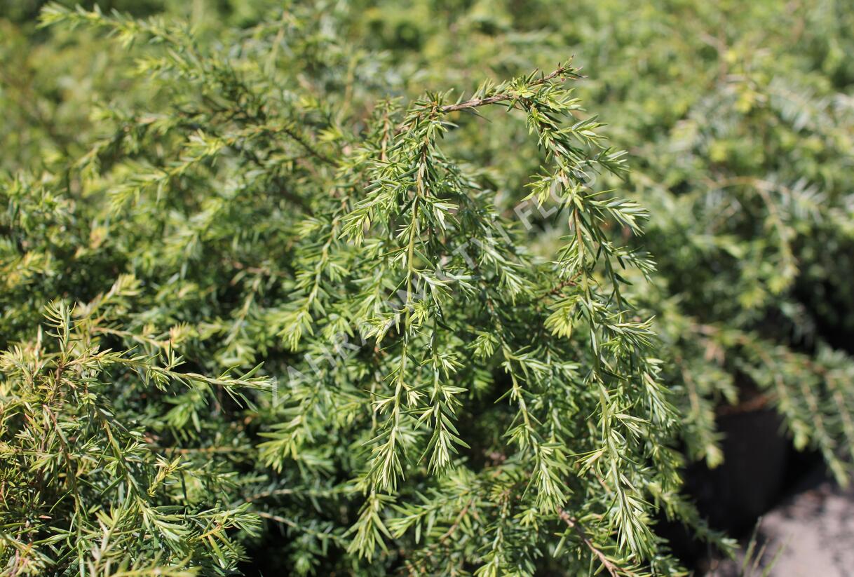 Jedlovec západní - Tsuga heterophylla