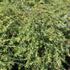 Tsuga heterophylla.JPG