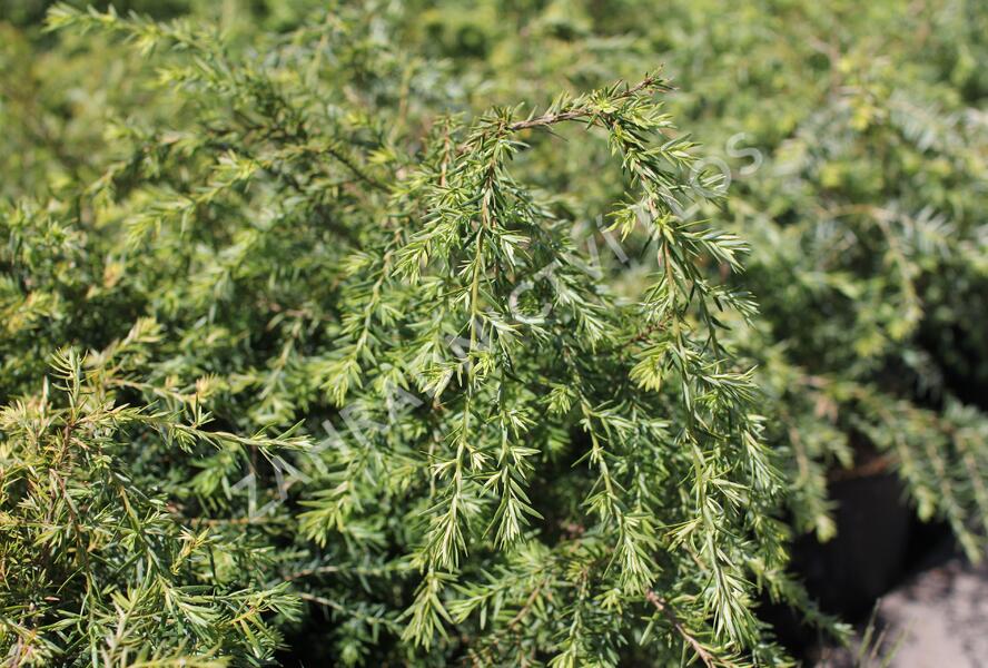 Jedlovec západní - Tsuga heterophylla