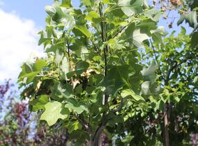 Liliovník tulipánokvětý 'Edward Gursztyn' - Liriodendron tulipifera 'Edward Gursztyn'