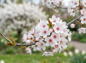 Višeň 'The Bride' - Prunus 'The Bride'
