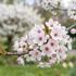 Prunus 'The Bride'.jpg