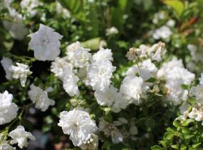 Růže mnohokvětá 'Dwarf White' - Rosa MK 'Dwarf White'