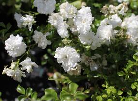 Růže mnohokvětá 'Dwarf White' - Rosa MK 'Dwarf White'