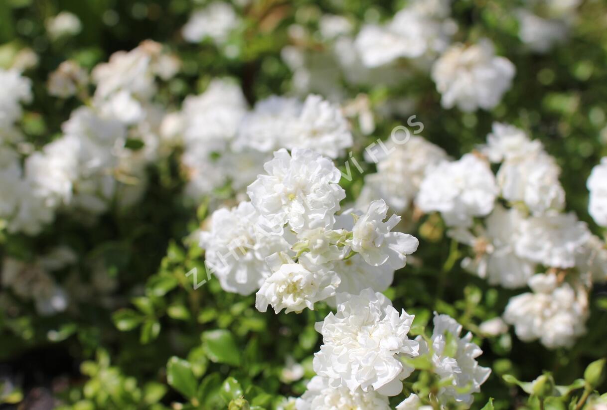 Růže mnohokvětá 'Dwarf White' - Rosa MK 'Dwarf White'