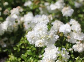 Růže mnohokvětá 'Dwarf White' - Rosa MK 'Dwarf White'