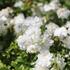 Rosa MK 'Dwarf White'.JPG