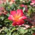 Rosa MK 'Summer of Love'.JPG