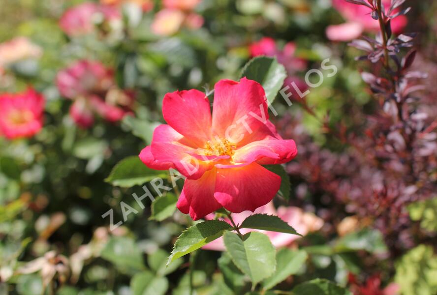 Růže mnohokvětá Kordes 'Summer of Love' - Rosa MK 'Summer of Love'