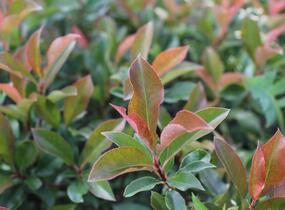 Blýskavka Fraserova 'Dynamo Red' - Photinia fraseri 'Dynamo Red'