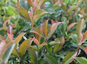 Blýskavka Fraserova 'Dynamo Red' - Photinia fraseri 'Dynamo Red'