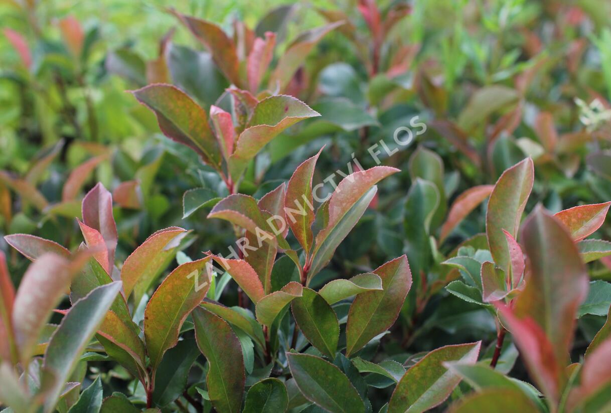 Blýskavka Fraserova 'Dynamo Red' - Photinia fraseri 'Dynamo Red'