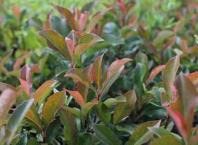 Blýskavka Fraserova 'Dynamo Red' - Photinia fraseri 'Dynamo Red'