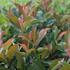 Photinia fraseri 'Dynamo Red'.JPG