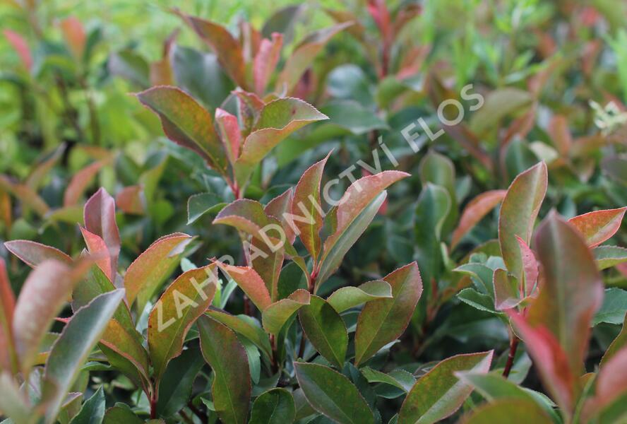 Blýskavka Fraserova 'Dynamo Red' - Photinia fraseri 'Dynamo Red'