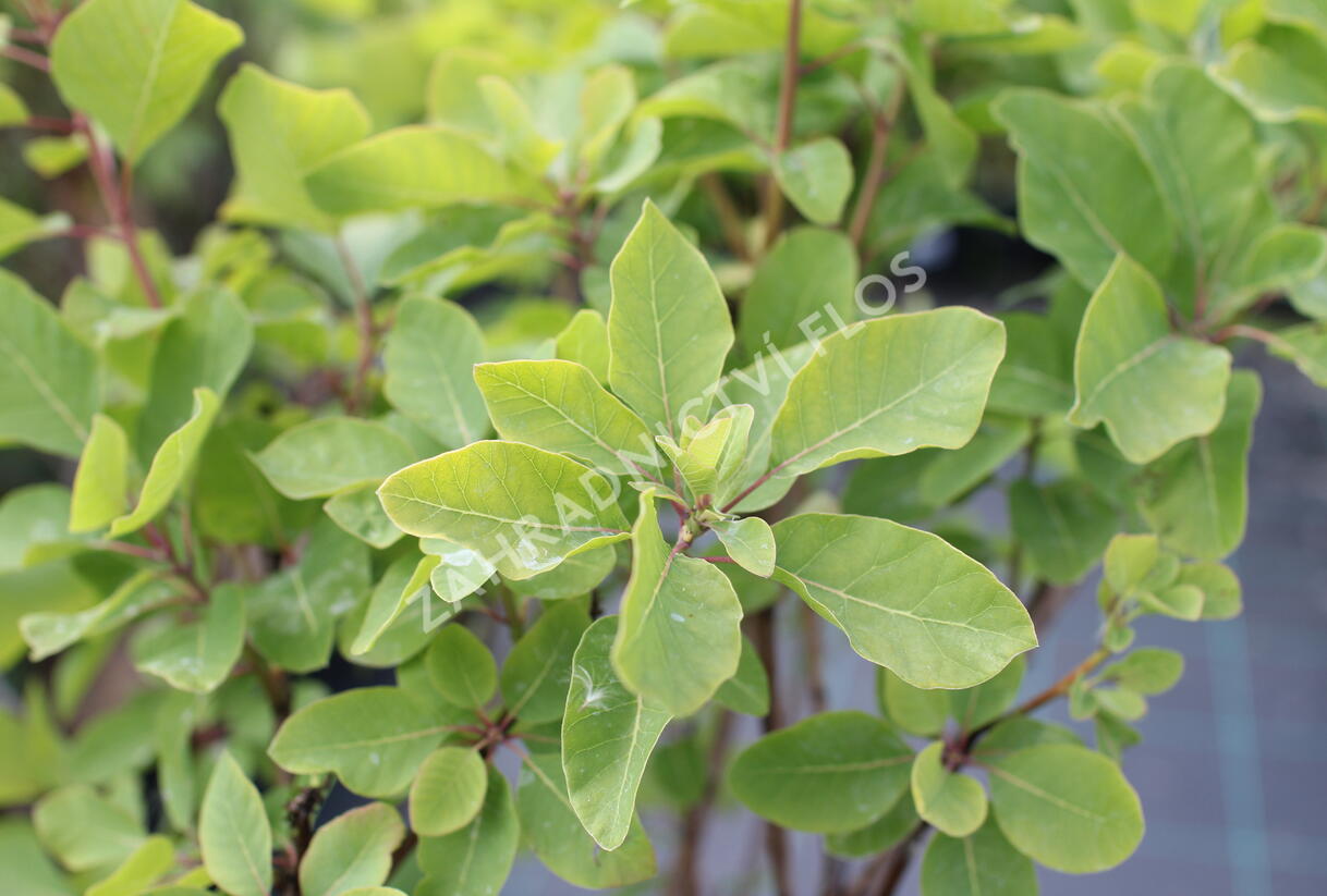 Ruj vlasatá 'Lemon Lady' - Cotinus coggygria 'Lemon Lady'