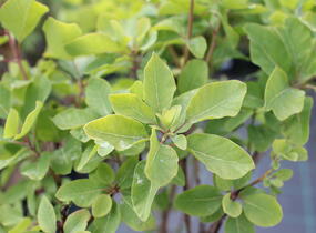 Ruj vlasatá 'Lemon Lady' - Cotinus coggygria 'Lemon Lady'