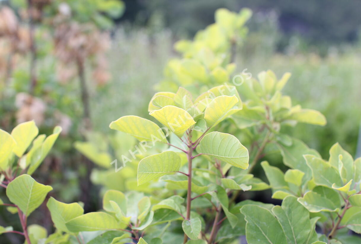 Ruj vlasatá 'Lemon Lady' - Cotinus coggygria 'Lemon Lady'
