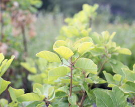 Ruj vlasatá 'Lemon Lady'