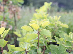 Ruj vlasatá 'Lemon Lady' - Cotinus coggygria 'Lemon Lady'