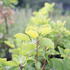 Cotinus coggygria 'Lemon Lady'.JPG