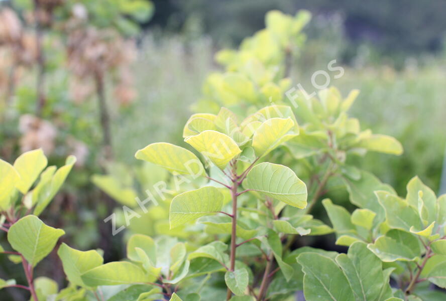 Ruj vlasatá 'Lemon Lady' - Cotinus coggygria 'Lemon Lady'