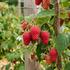 Rubus idaeus 'Autumn First'.jpg