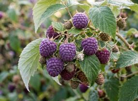 Maliník remontantní 'Autumn Passion' - Rubus idaeus 'Autumn Passion'