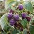 Rubus idaeus 'Autumn Passion'.jpg