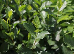 Temnoplodec, arónie balkonová 'Little Helpers' - Aronia prunifolia 'Little Helpers'