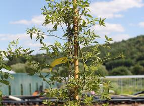 Růže banksova 'Lutea' - Rosa banksiae 'Lutea'