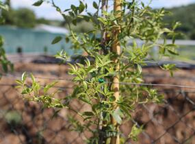 Růže banksova 'Lutea' - Rosa banksiae 'Lutea'
