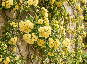 Růže banksova 'Lutea' - Rosa banksiae 'Lutea'