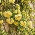 Rosa banksiae 'Lutea'.jpg