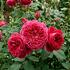 Rosa S 'Thomas à Becket'.jpg