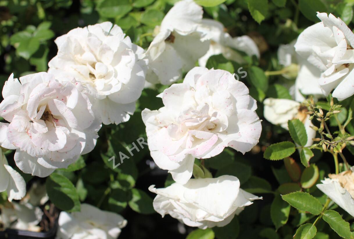 Růže mnohokvětá Kordes 'Baby Schneewittchen' - Rosa MK 'Baby Schneewittchen'