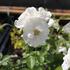 Rosa MK 'Baby Schneewittchen'.JPG