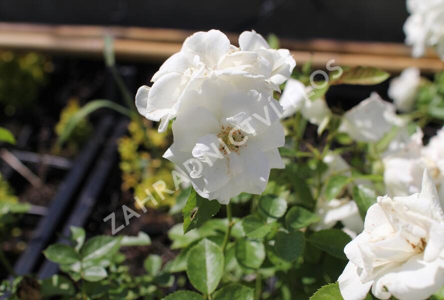 Růže mnohokvětá Kordes 'Baby Schneewittchen' - Rosa MK 'Baby Schneewittchen'
