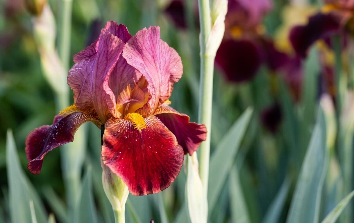 Kosatec německý 'Indian Chief' - Iris barbata-elatior 'Indian Chief'