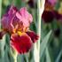 Iris barbata-elatior 'Indian Chief'.jpg