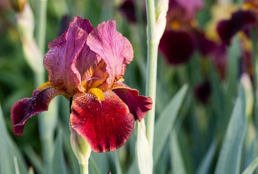 Kosatec německý 'Indian Chief' - Iris barbata-elatior 'Indian Chief'