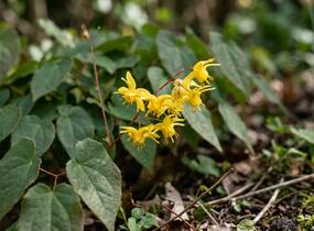 Škornice zpeřená - Epimedium pinnatum colchicum