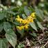 Epimedium pinnatum colchicum.jpg