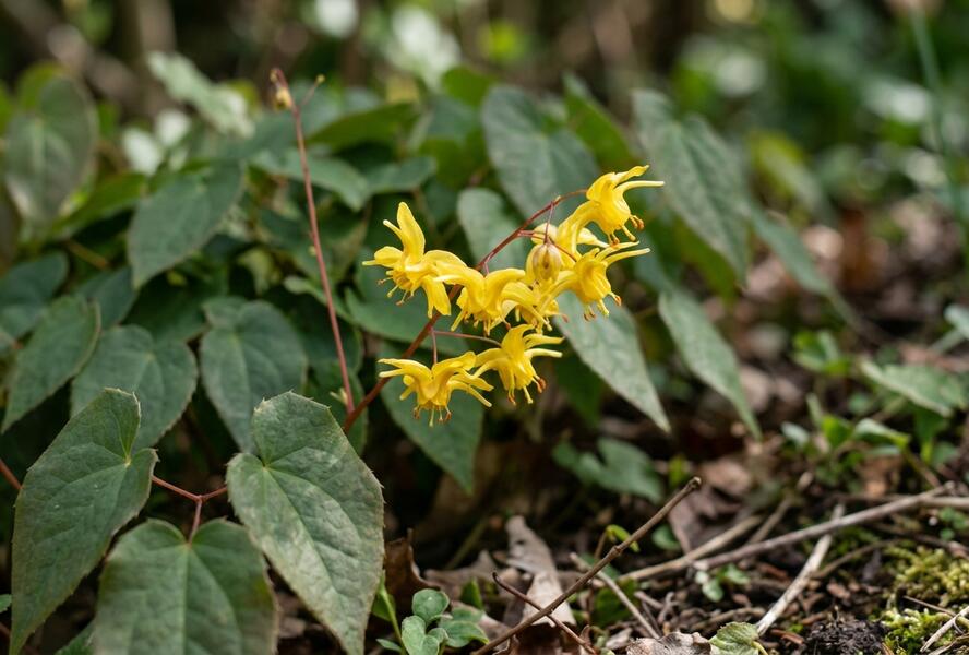 Škornice zpeřená - Epimedium pinnatum colchicum