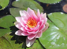 Leknín 'Hollandia' - Nymphaea 'Hollandia'